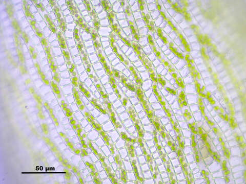 Слика од Sphagnum cuspidatum Ehrhart ex G. F. Hoffmann 1796