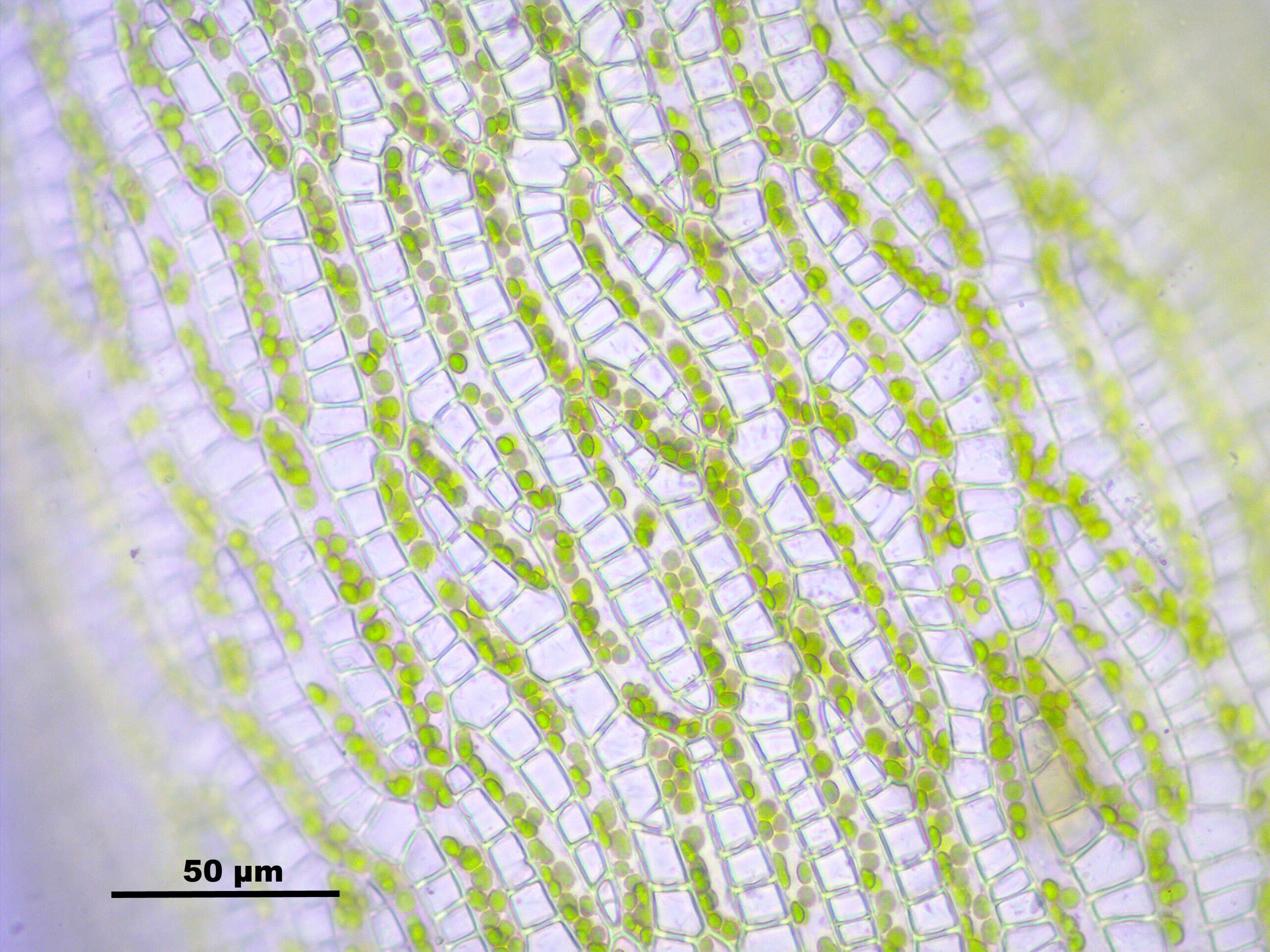 Слика од Sphagnum cuspidatum Ehrhart ex G. F. Hoffmann 1796