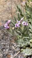 Image of Yreka phlox