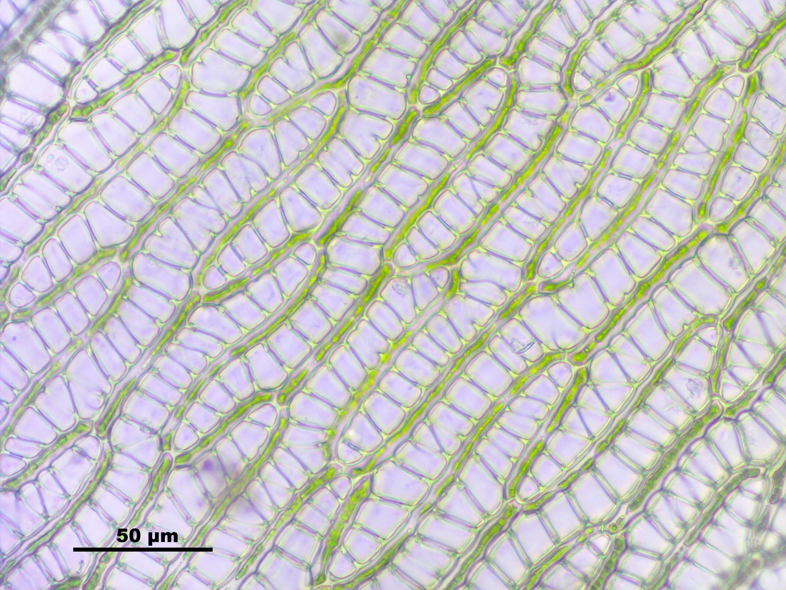 Слика од Sphagnum cuspidatum Ehrhart ex G. F. Hoffmann 1796