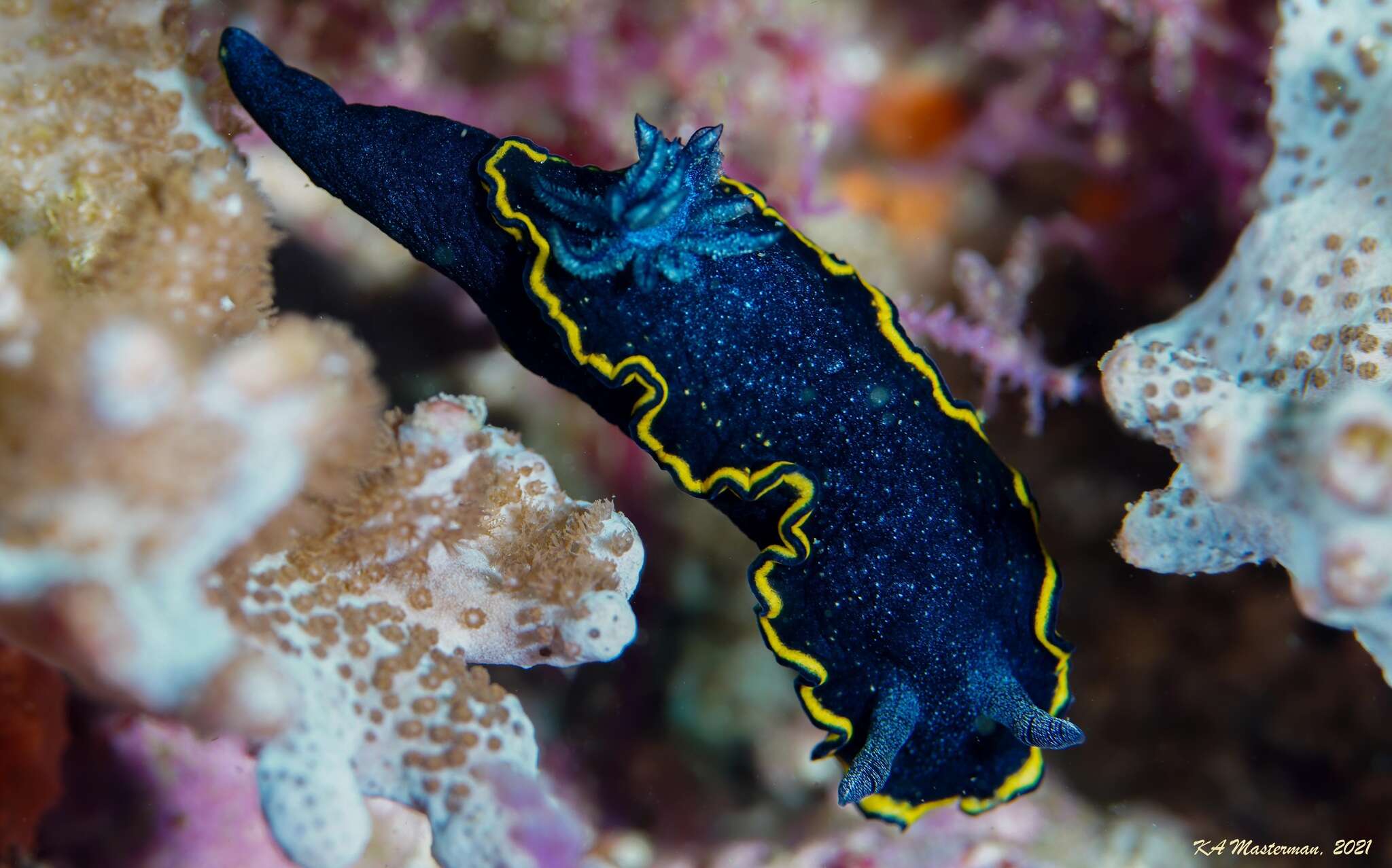 Image of Yellow edge blue slug