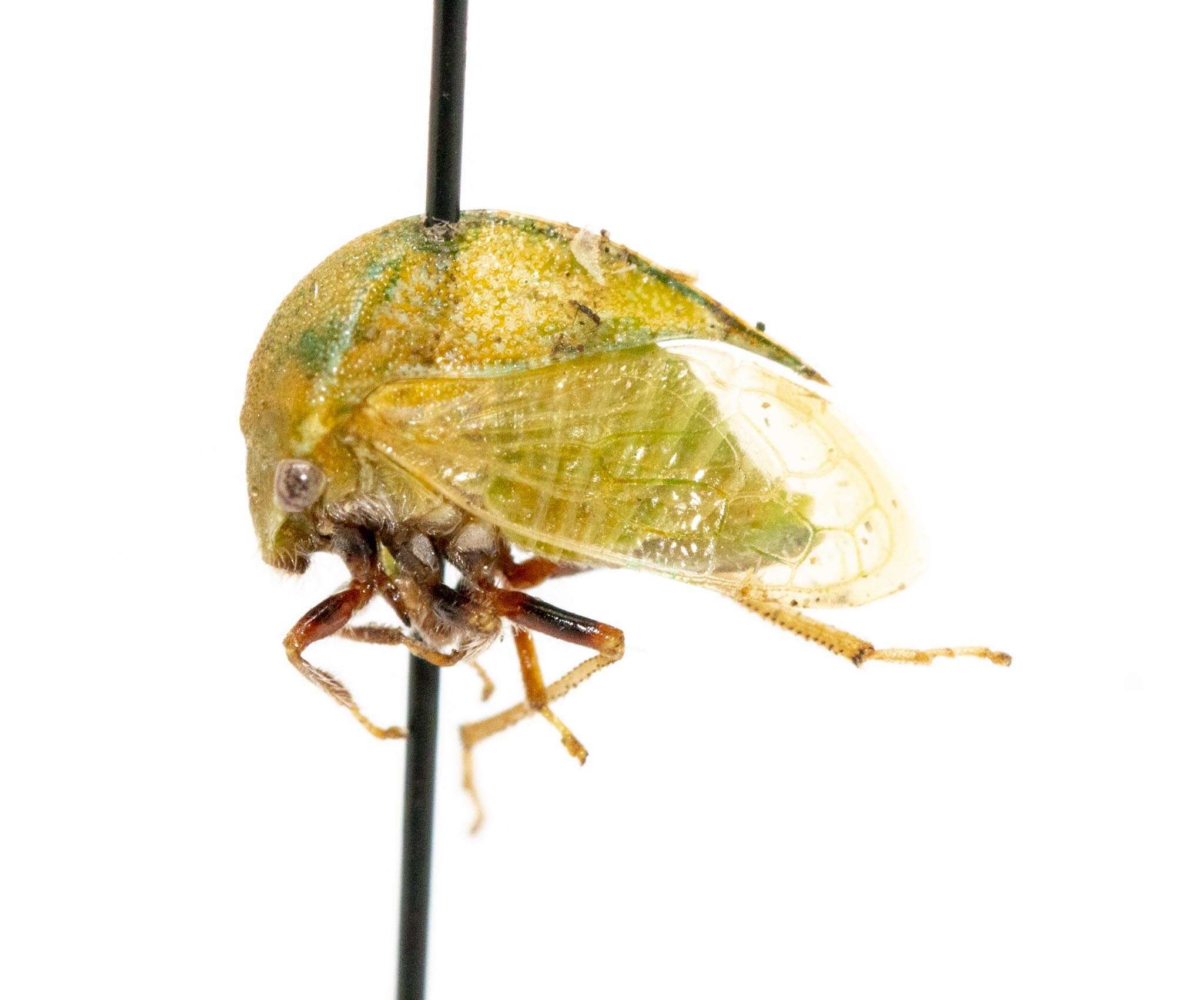 Image of Stictocephala lutea Walker