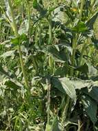 Image of Turkish wartycabbage