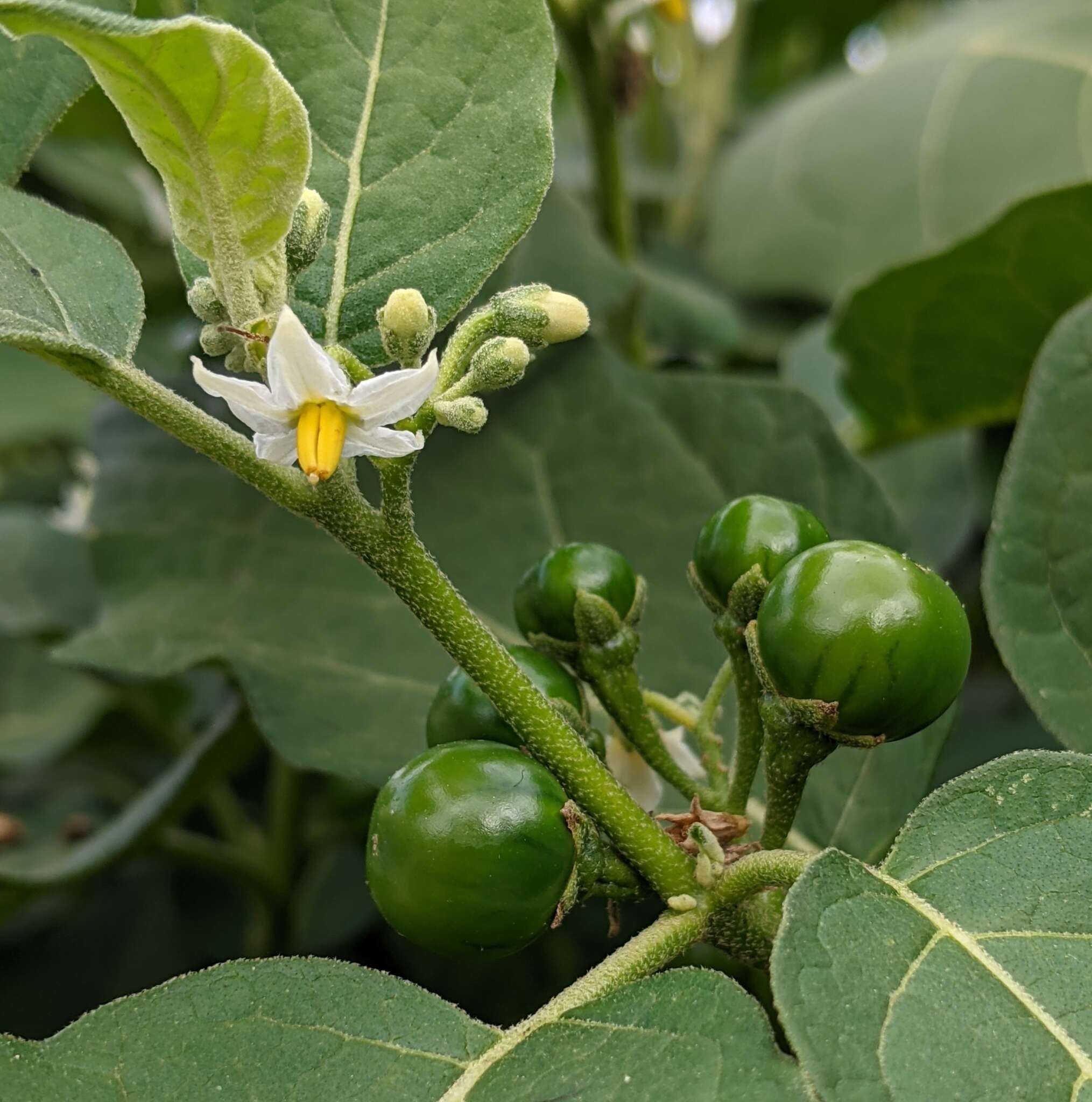 Image de Solanum aethiopicum L.