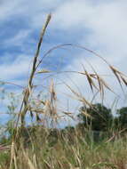 Image of Barren Brome