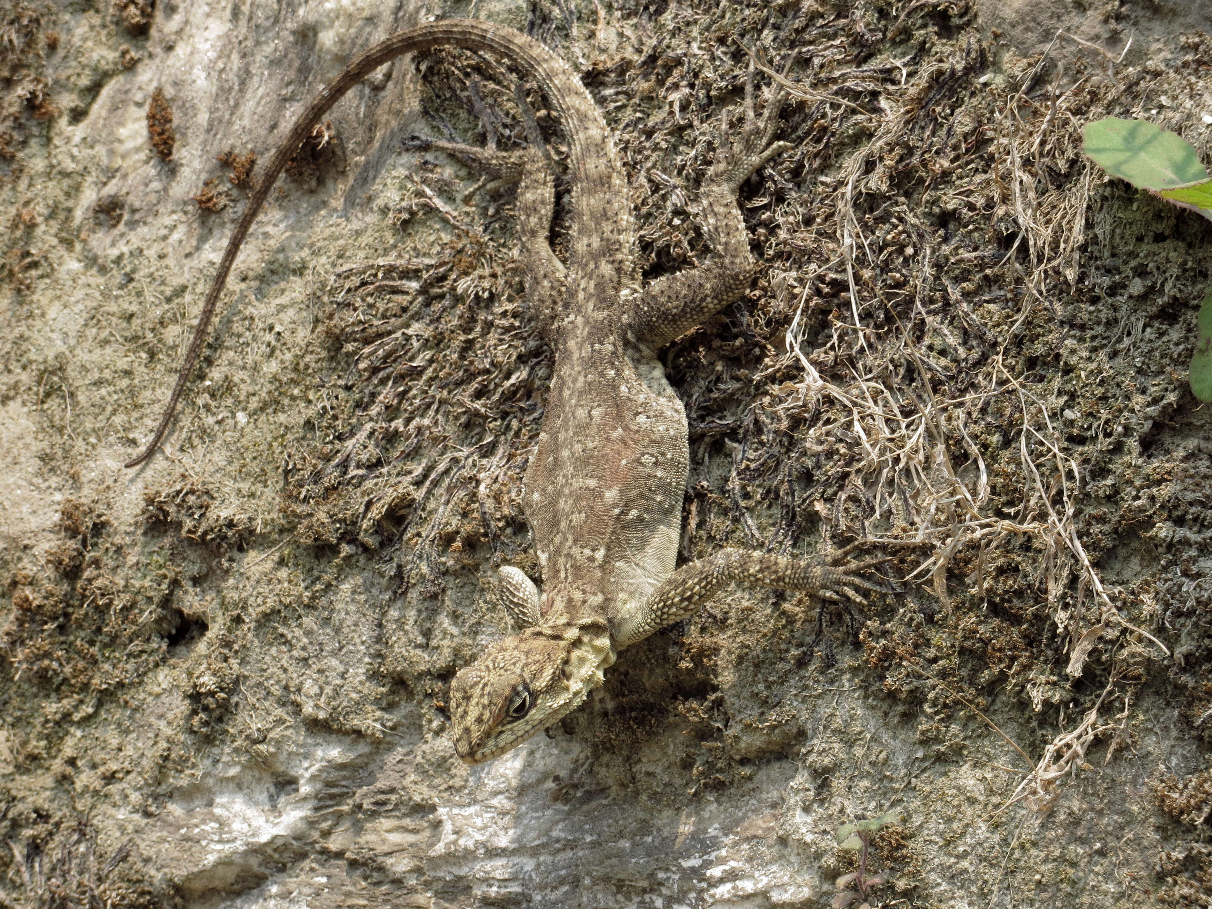 Image of Kashmir Rock Agama