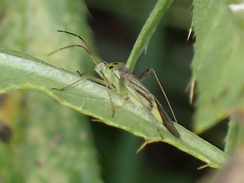 Image of Adelphocoris quadripunctatus (Fabricius 1794)