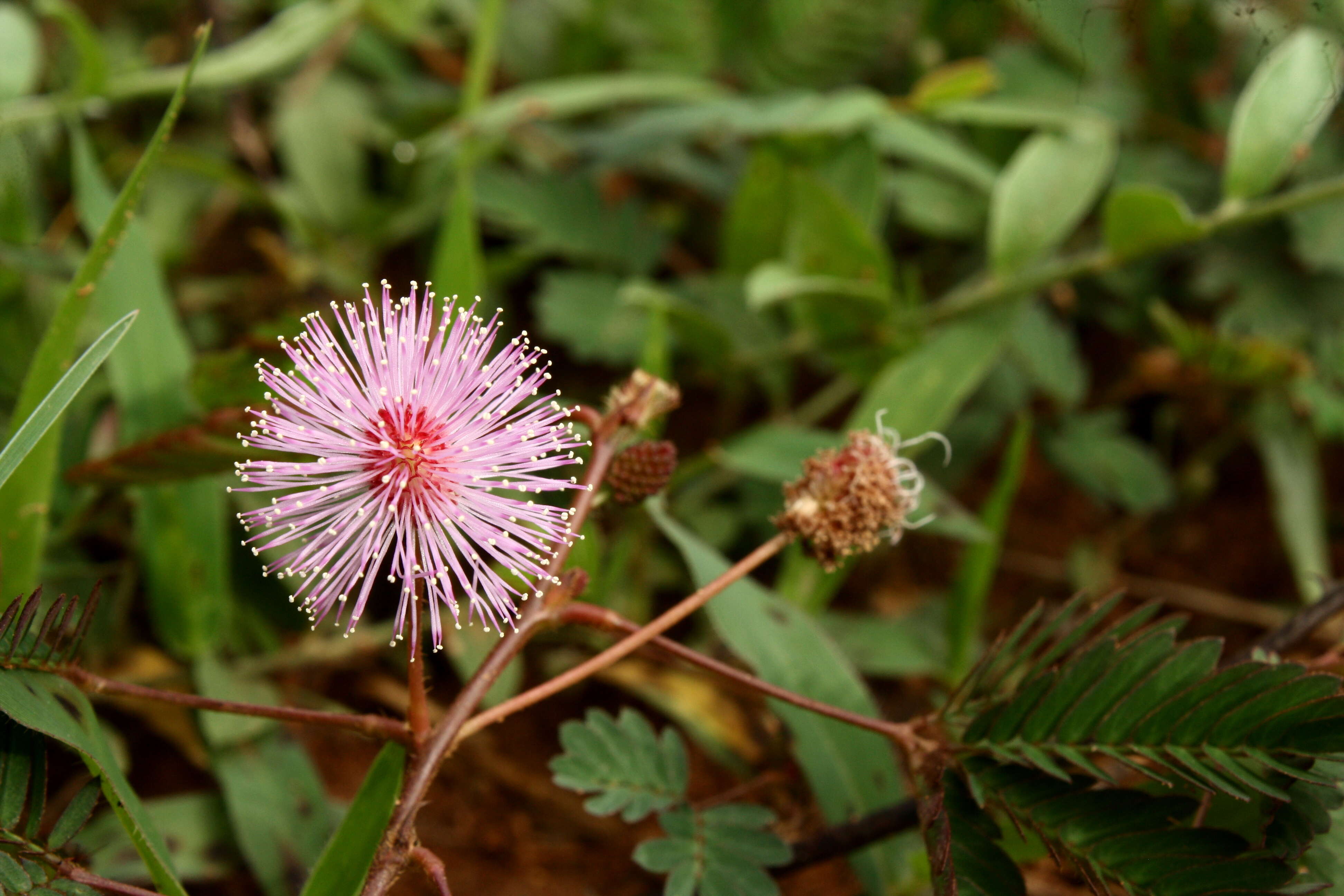 Image of Sensitive Plant