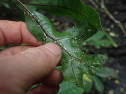 Plancia ëd Pseudaulacaspis phymatodidis (Maskell 1880)