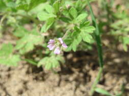 Imagem de Geranium pusillum L.