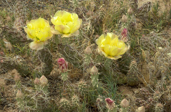 Image of Panhandle Prickly-pear