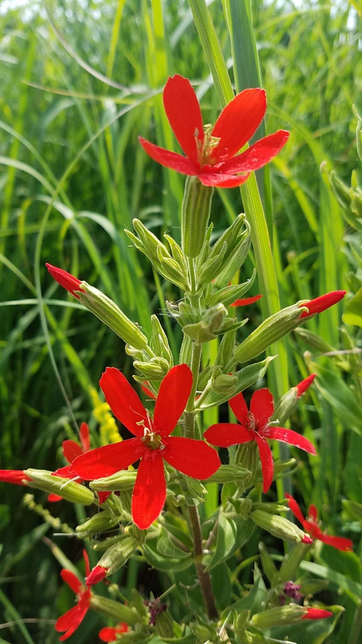 Image of royal catchfly