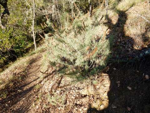 Слика од Artemisia californica Less.