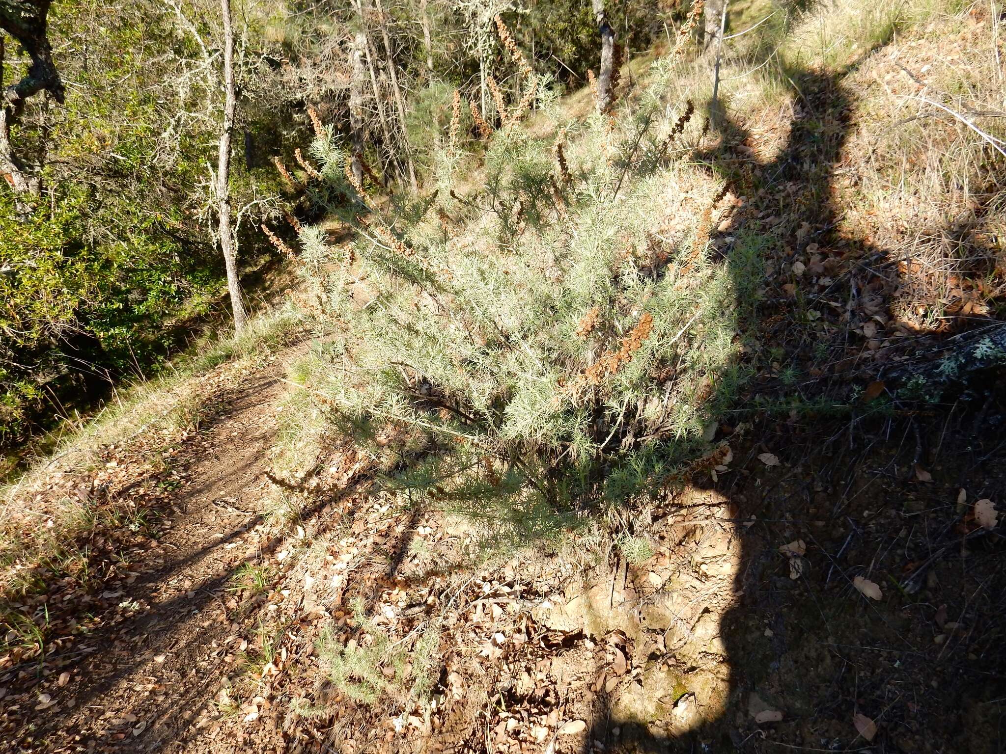 Image of coastal sagebrush