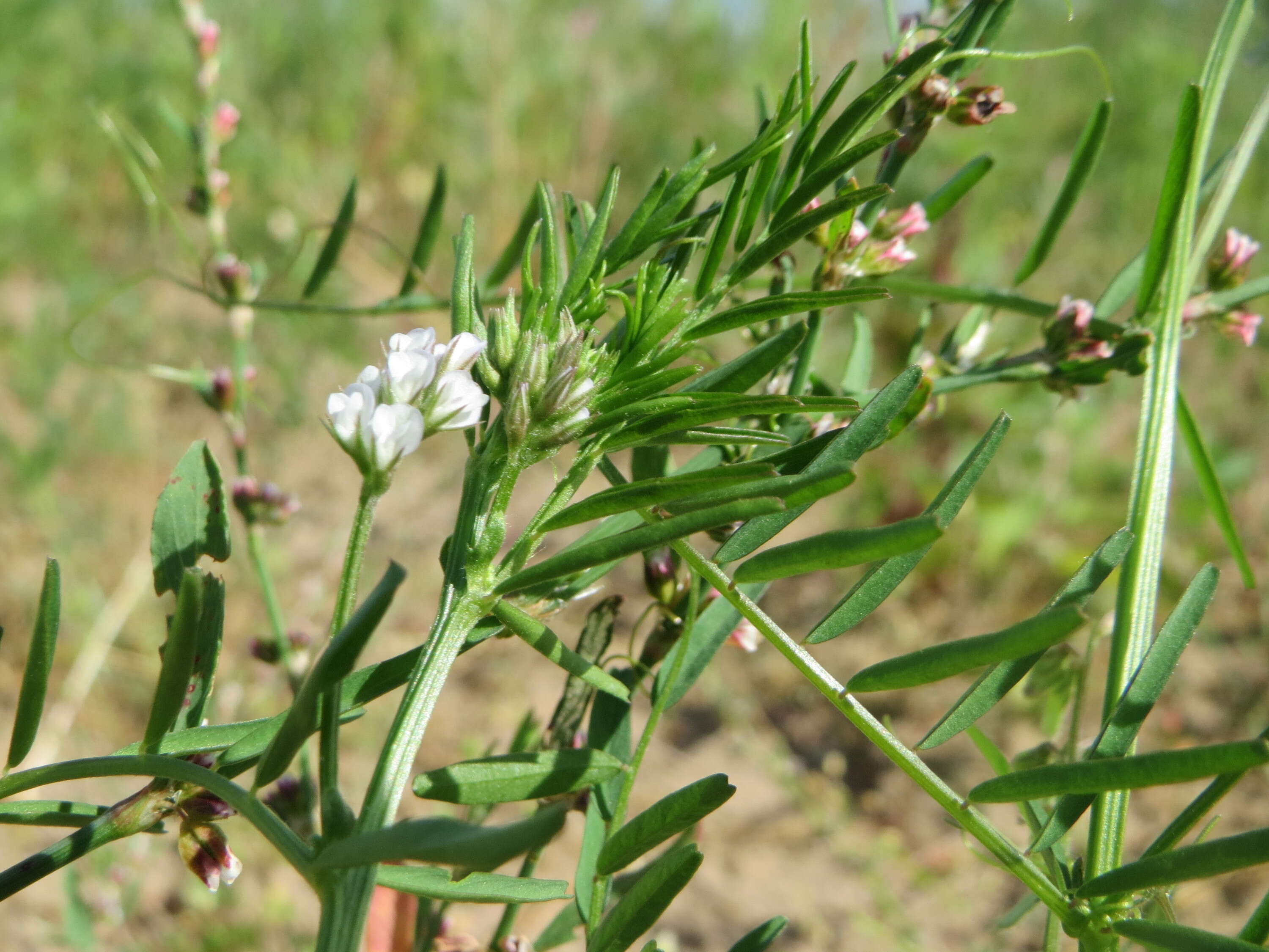 Image of Hairy Tare