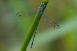 Слика од Lestes tenuatus Rambur 1842