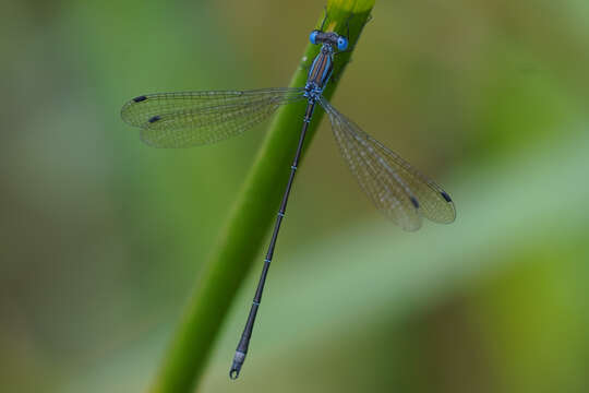 Image of Blue-striped Spreadwing