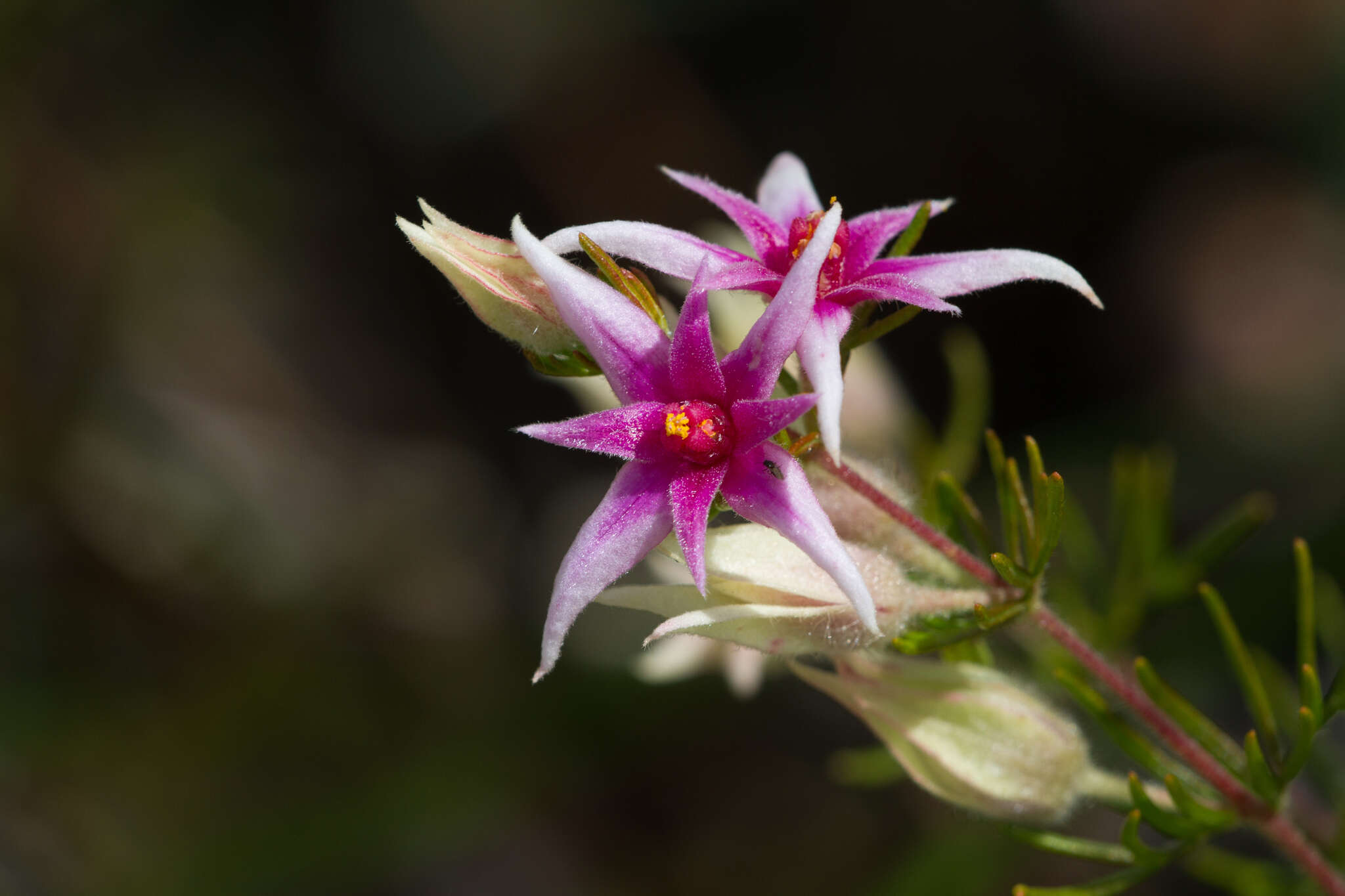 Image of Boronia lanuginosa Endl.