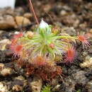 Imagem de Drosera pedicellaris Lowrie