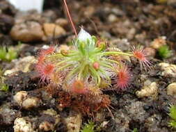 Image de Drosera pedicellaris Lowrie