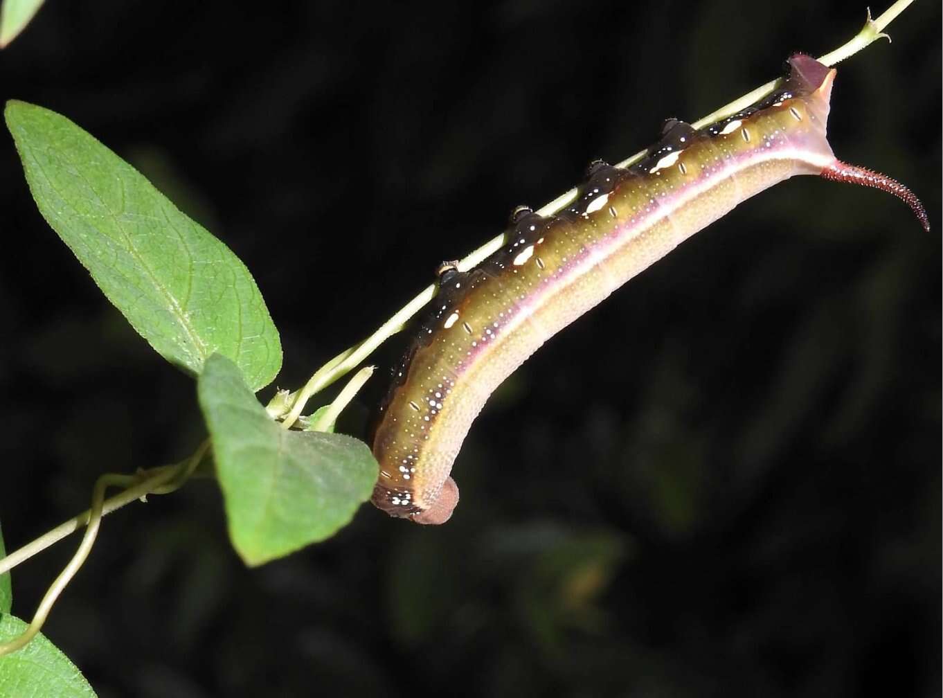 Image of Macroglossum corythus Walker 1856