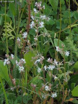 Image of Reseda orientalis (Müll. Arg.) Boiss.