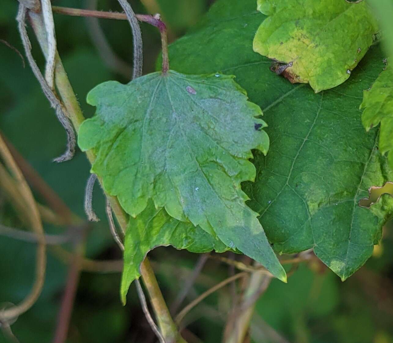 Image of Grape Powdery Mildew