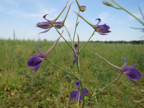 Image of forking larkspur