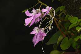 Impatiens acaulis Arn. resmi