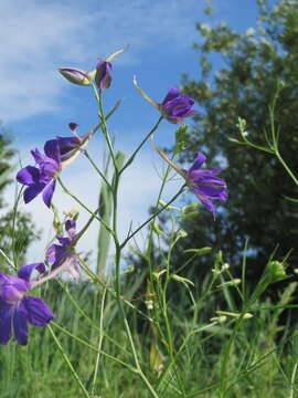 Image of forking larkspur