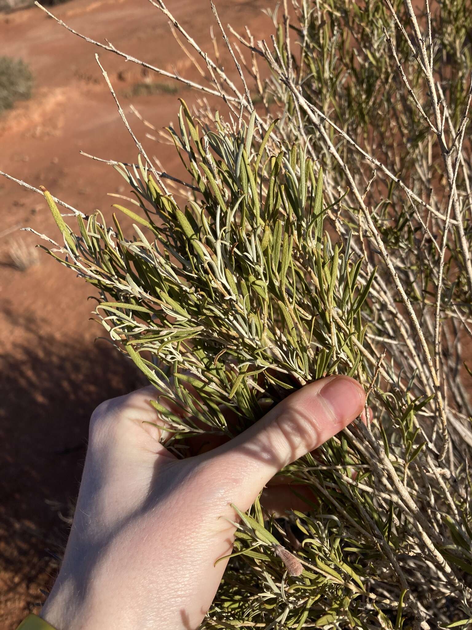 Image de Eremophila youngii F. Muell.