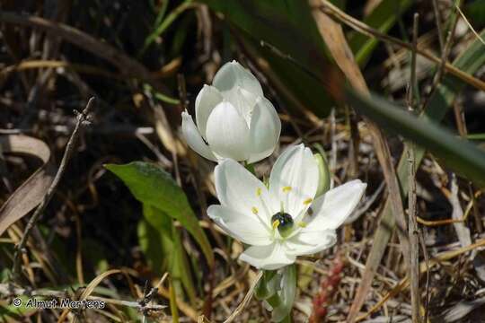 Image of Ornithogalum arabicum L.