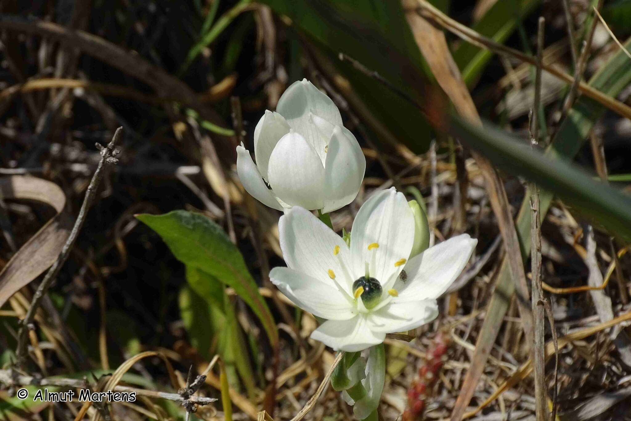 Imagem de Ornithogalum arabicum L.