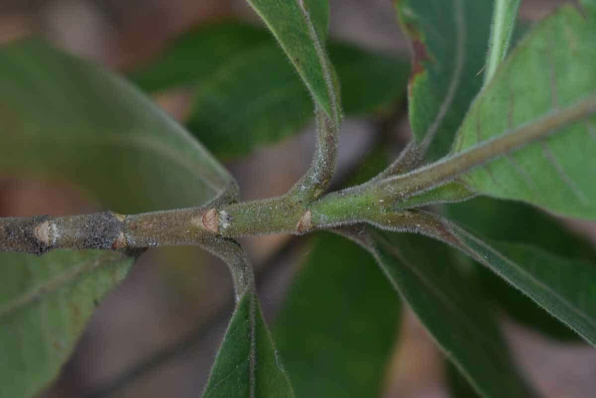 Alstonia muelleriana Domin的圖片