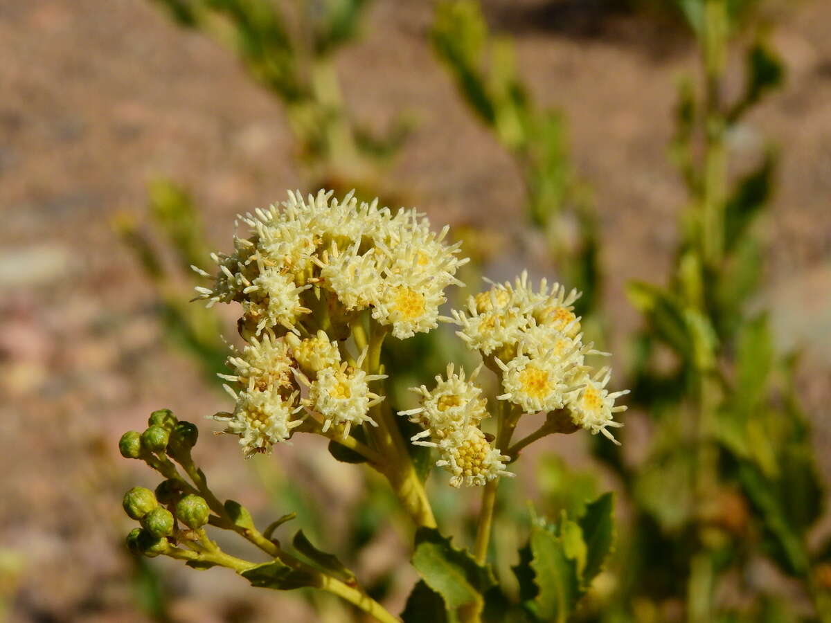 Baccharis scandens (Ruiz & Pav.) Pers. resmi