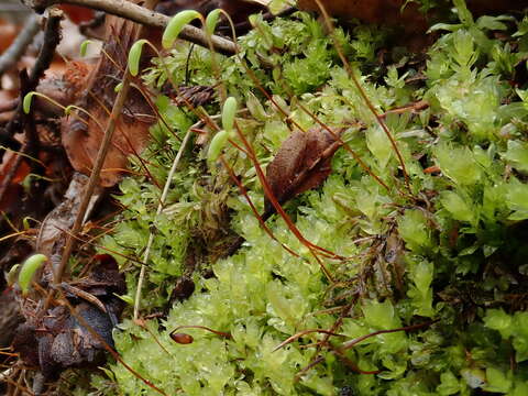 Image of olivegreen calcareous moss