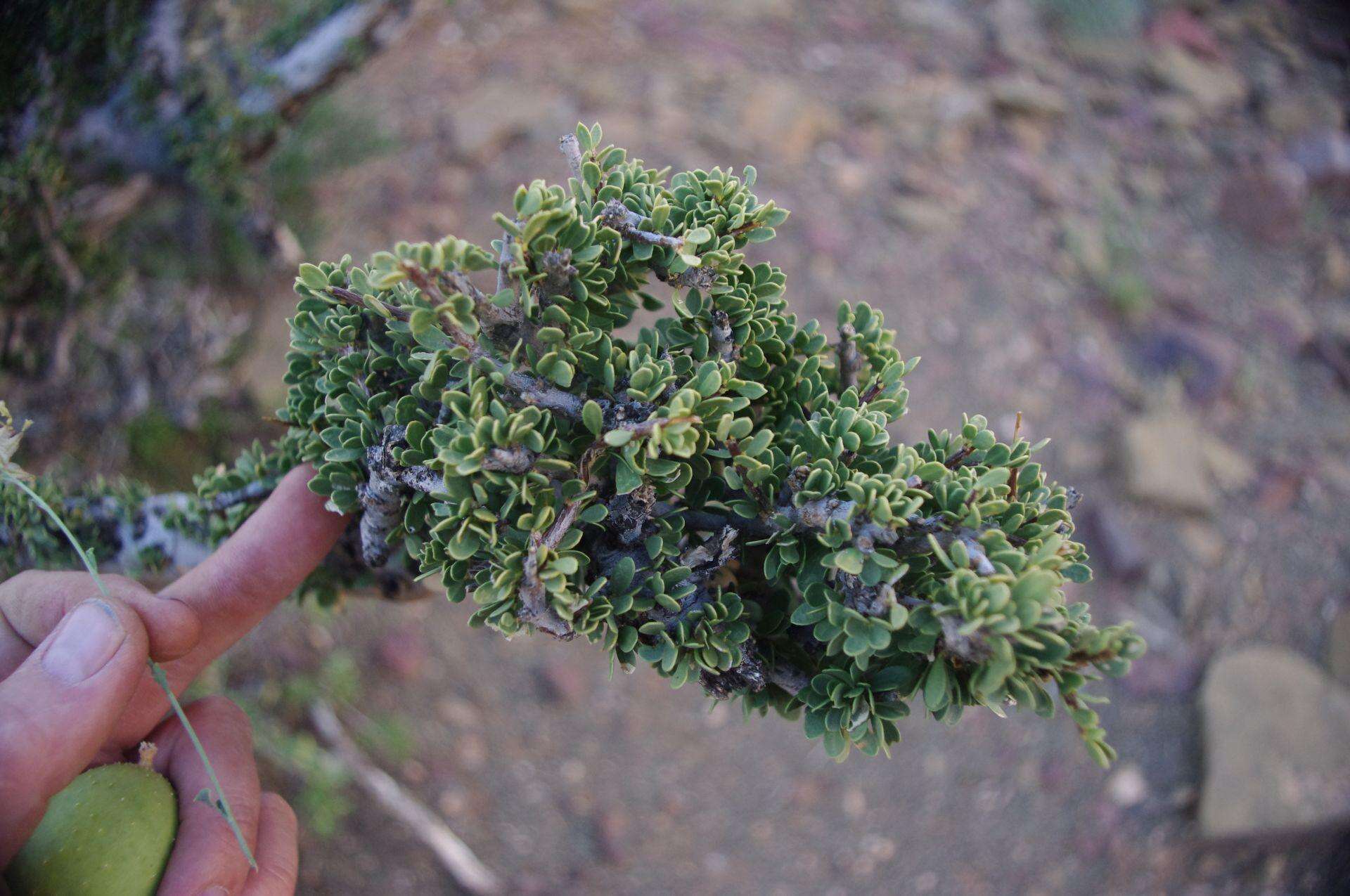 Image of Boscia foetida subsp. foetida