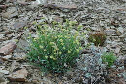 Image of Yukon podistera