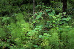 Image of Wood Horsetail