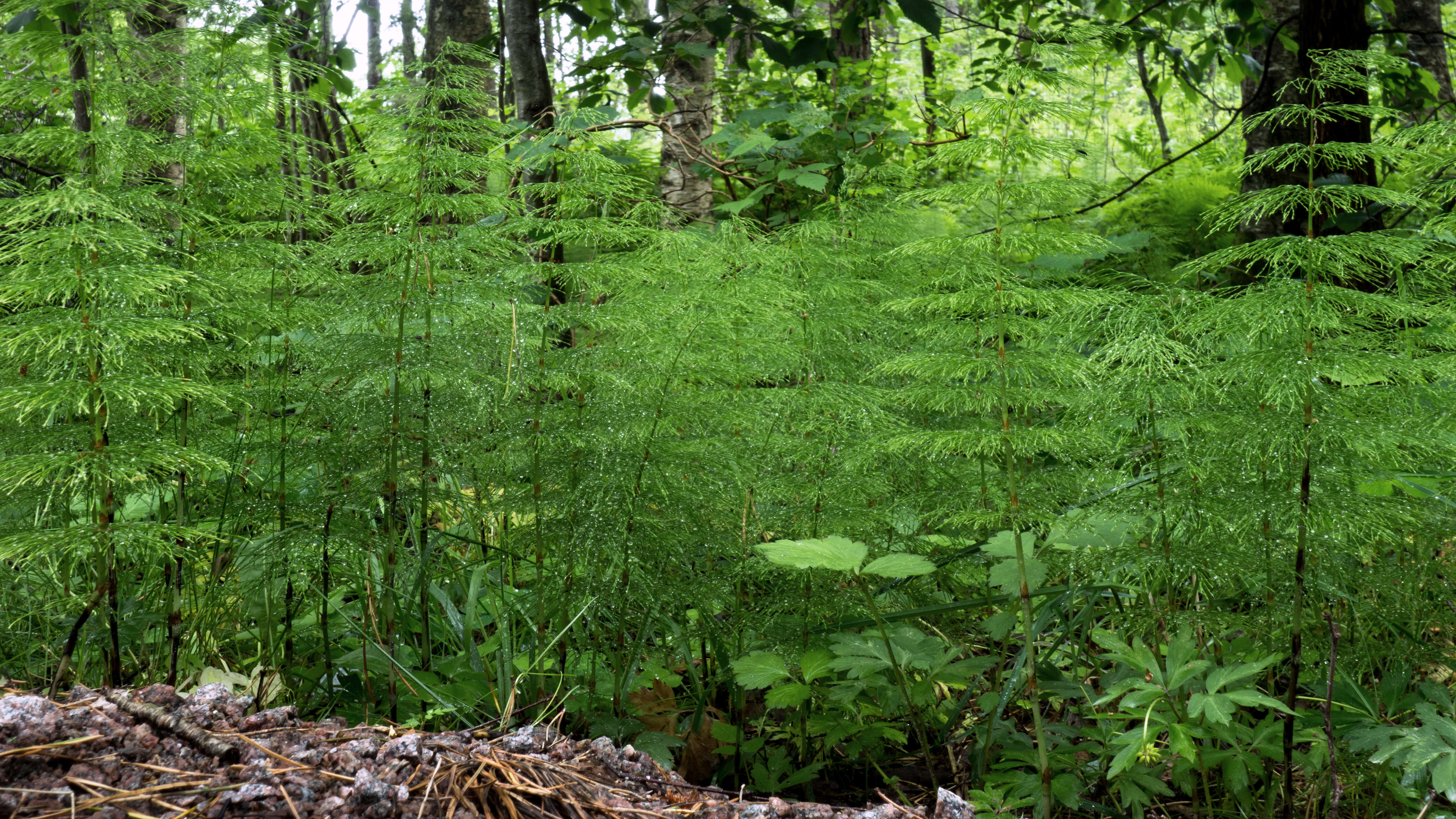 Imagem de Equisetum sylvaticum L.