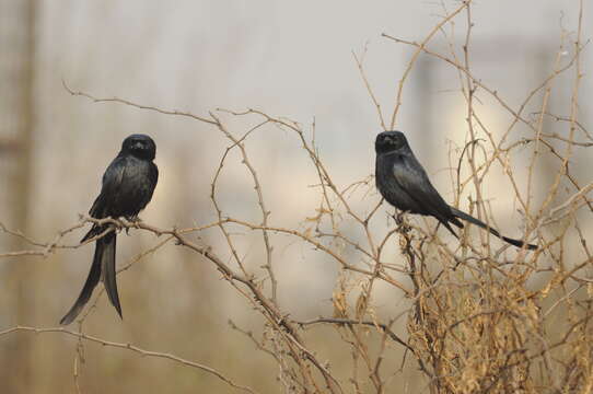 Image of Black Drongo