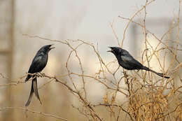 Image of Black Drongo