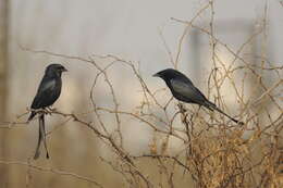 Image of Black Drongo