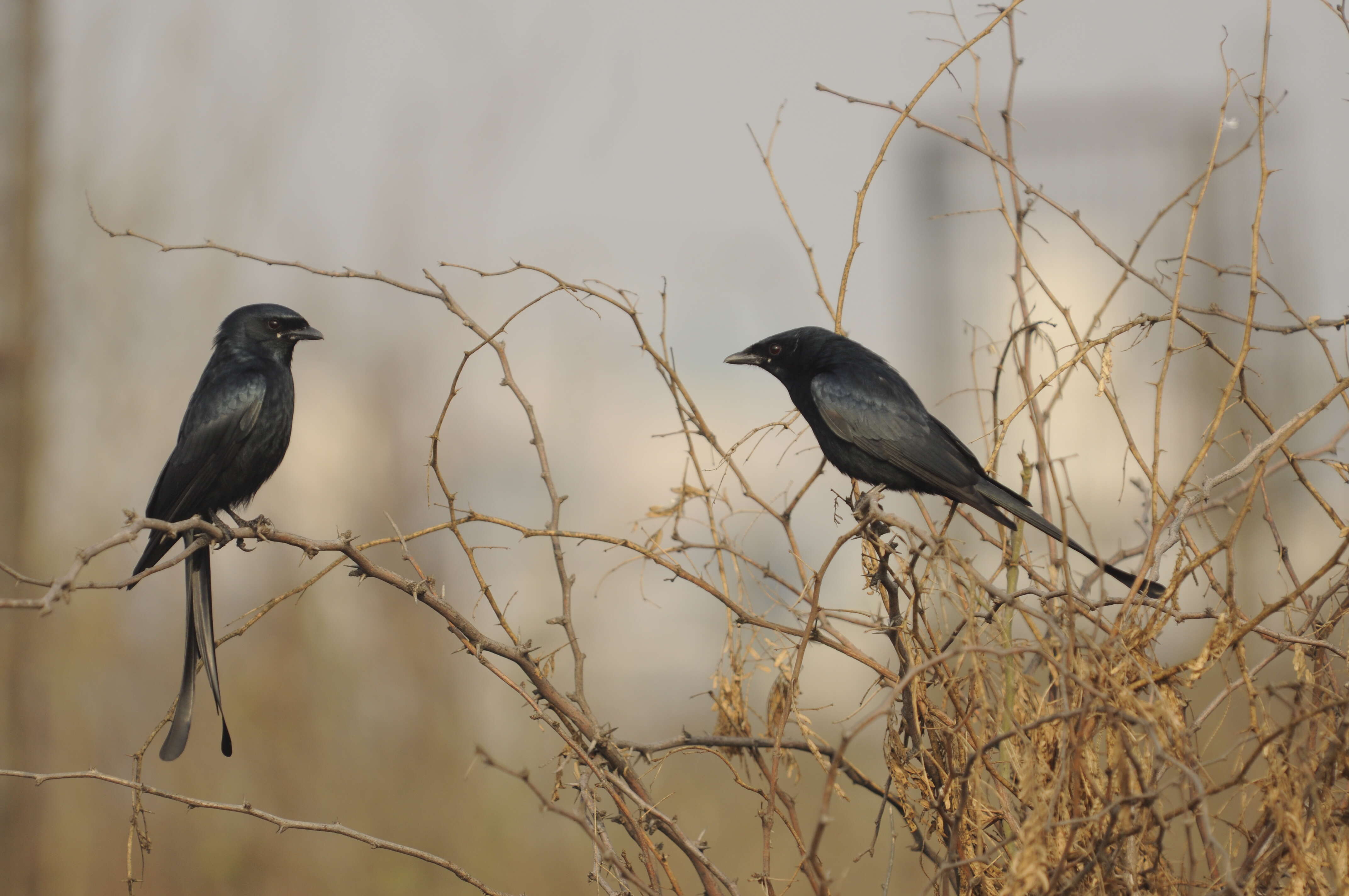 Image of Black Drongo