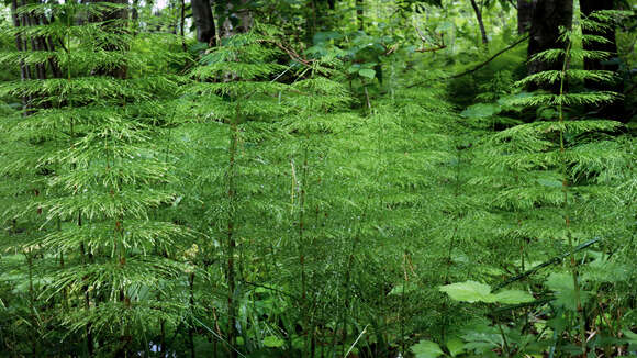 Image of Wood Horsetail