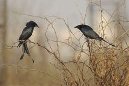 Image of Black Drongo