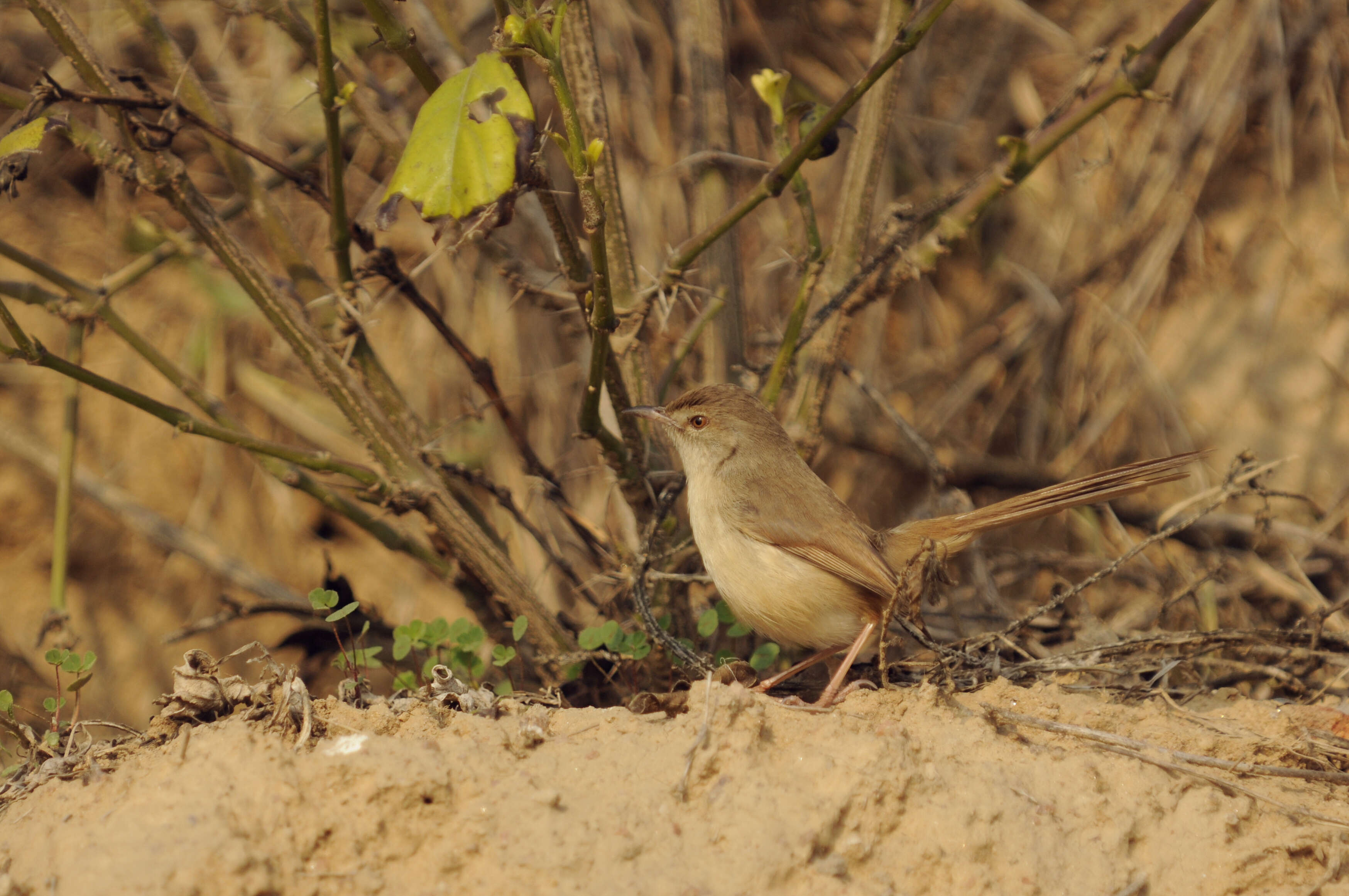 Image de Prinia Horsfield 1821