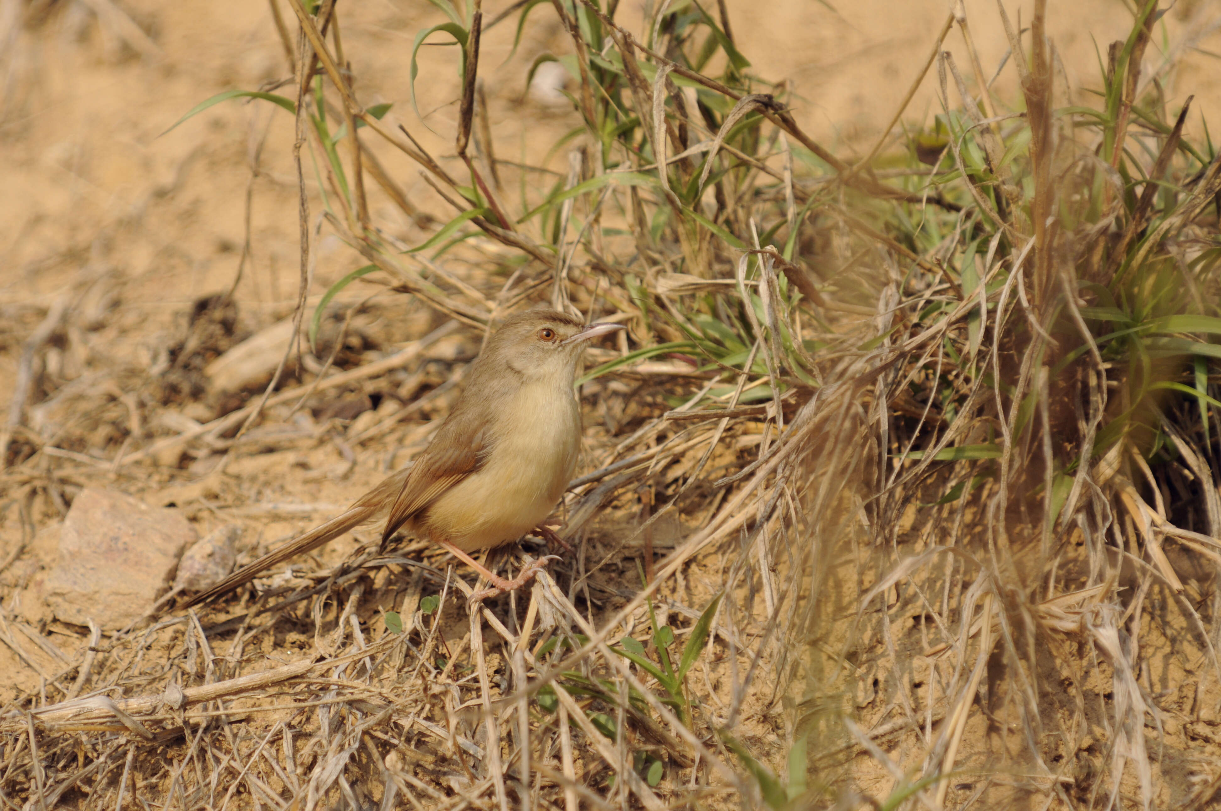 Image of Prinia Horsfield 1821