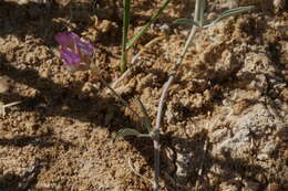 Image of Fish Slough milkvetch