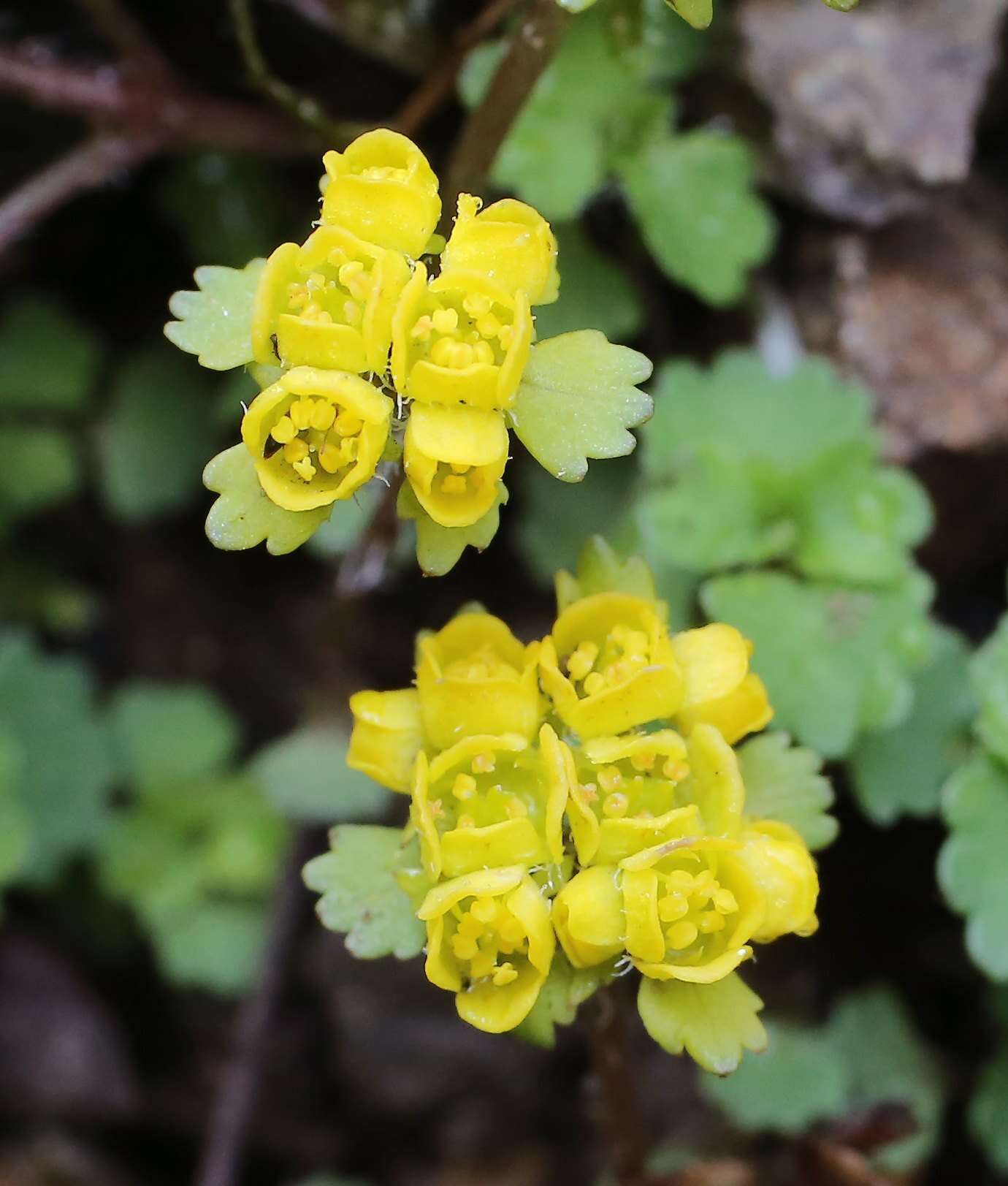 Plancia ëd Chrysosplenium pilosum var. sphaerospermum (Maxim.) Hara